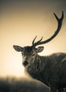 Portrait Of One Antler Red Deer Stag Royalty Free Stock Photo