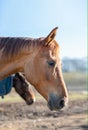 Portrait of one beautiful breeding brown horse