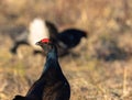 Portrait of one Black Grouse at lek with one black grouse soft in the background, at sunrise in spring, april, in Norway Royalty Free Stock Photo