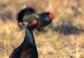 Portrait of one Black Grouse at lek with one black grouse soft in the background, at sunrise in spring, april, in Norway Royalty Free Stock Photo