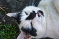 Portrait of one black and white stray cat lying on the ground outdoor in the summer and looking into the camera during Royalty Free Stock Photo