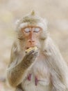 Portrait , one brown monkey or Macaca in a nature park it is close one`s eyes sit and eat delicious corn enjoy happy alone. In Royalty Free Stock Photo