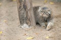 Portrait of one cute Manul The Pallas cat or Otocolobus manul. Wild cat is sitting on the sand Royalty Free Stock Photo
