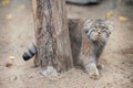 Portrait of one cute Manul The Pallas cat or Otocolobus manul. Wild cat is sitting on the sand Royalty Free Stock Photo