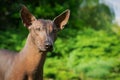 Portrait Of One Dog Of Xoloitzcuintli Breed, Mexican Hairless Dog Of Black Color, Standing Outdoors On Ground With Green Grass And