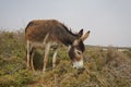 Portrait of one donkey grassing Royalty Free Stock Photo