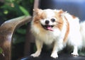 Eye disablity long hair chihuahua dog standing on black vintage chair in the garden, smiling with his tongue out Royalty Free Stock Photo