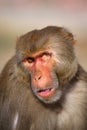 Portrait of one-eyed Rhesus macaque (Macaca mulatta) in Galta Te