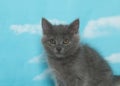 Portrait of one fluffy gray kitten, sky background Royalty Free Stock Photo