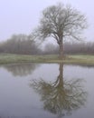 Portrait of one large oak tree reflection in still water Royalty Free Stock Photo