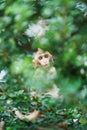 Portrait , one little brown monkey or Macaca in the forest park sits on the branch and was hiding from the danger behind a thick Royalty Free Stock Photo