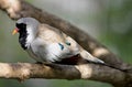 Male Namaqua dove