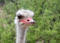 Portrait of one male ostrich, looking slightly to viewers right Royalty Free Stock Photo