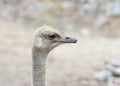 profile portrait of an ostrich Royalty Free Stock Photo