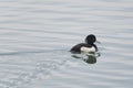 Portrait of one male tufted duck Aythya fuligula