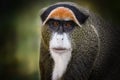 Portrait of one monkey close Royalty Free Stock Photo