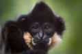 Portrait of one monkey close Royalty Free Stock Photo