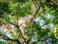 Portrait, one Monkey or Macaca alone climb on the tamarind tree tamarind. It looking shocked, afraid is bared, intimidating, ready