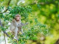 Portrait, one Monkey or Macaca sit alone on the tamarind tree enjoys eating delicious tamarind leaves hungry alone. It looking