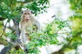 Portrait, one Monkey or Macaca sit alone on tamarind tree. It eye contact looking shocked, afraid is screaming, intimidate.