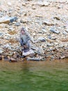 Portrait, One monkey or Macaca sitting wet alone on a pile of rocks on the river bank at Kaeng Krachan National Park, Phetchaburi Royalty Free Stock Photo