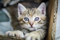 Portrait of a one-month-old striped kitten with two paws on the edge of the cardboard box where he grew up, shallow depth focus Royalty Free Stock Photo