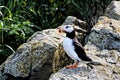 Portrait of one of the most beautiful birds are the Puffins . This one is a Horned Puffin Royalty Free Stock Photo