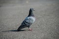 pigeon standing on the road Royalty Free Stock Photo