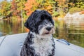 Portuguese Water Dog in Autumn