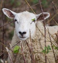 Portrait of one sheep standing on field Royalty Free Stock Photo