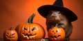 Portrait of one single smiling capybara, sitting nearby the pumpking in the halloween witch hat