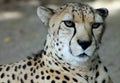 Cool South African cheetah Royalty Free Stock Photo