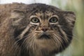 A portrait of one of the steppe cat, the manul Royalty Free Stock Photo