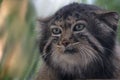 A portrait of one of the steppe cat, the manul Royalty Free Stock Photo