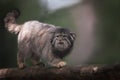 A portrait of one of the steppe cat, the manul Royalty Free Stock Photo