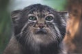 A portrait of one of the steppe cat, the manul Royalty Free Stock Photo