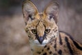 A portrait of one of the steppe cat