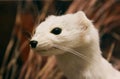 Portrait of white color Utah Prairie Dog, Bryce Canyon Royalty Free Stock Photo