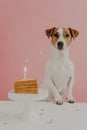 Portrait of one year old brown and white jack russel terrier dog poses near table, blows candle on appetizing birthday cake, has Royalty Free Stock Photo