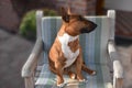 Young brown Mniature Bull Terrier sits on a garden chair