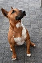 Young brown Miniature Bull Terrier