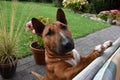 Young brown Miniature Bull Terrier