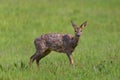 Portrait of one young female roe deer standing in meadow Royalty Free Stock Photo