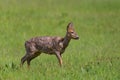 Portrait of one young female roe deer standing in meadow Royalty Free Stock Photo