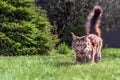 Portrait optimistic Maine Coon cat on green grass with copy-space and sunlight. Adorable young cute cat looking at the camera.