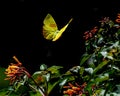 Portrait of an Orange Barred Sulphur Butterfly Royalty Free Stock Photo