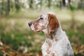 Portrait Of Orange Belton English Setter Dog, 7 months old