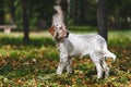 Orange Belton English Setter dog in nature