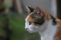 Portrait of an orange and black cat