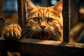 portrait of a orange cat of a criminal in prison behind bars Royalty Free Stock Photo